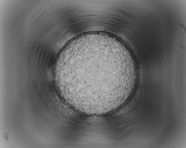 X0000101950929200808081502
