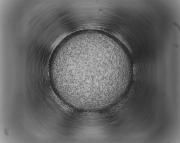 X0000101950972200808081502