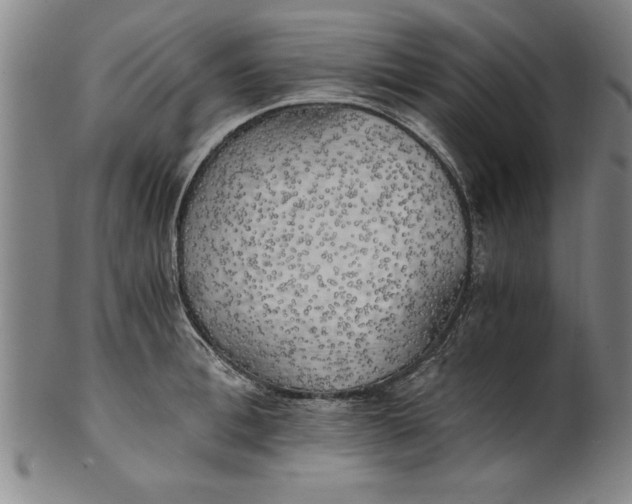 X0000101950996200808081501