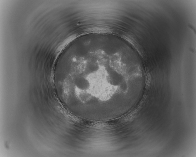 X0000101951074200808081500