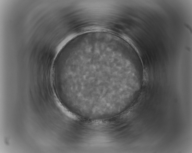 X0000101951098200808081500