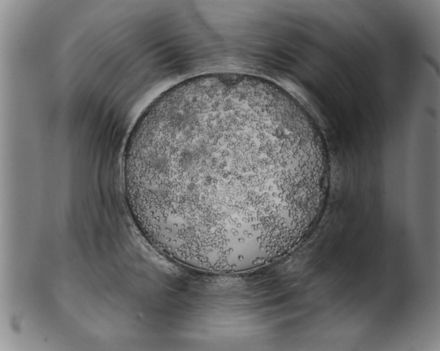 X0000101951238200808081458