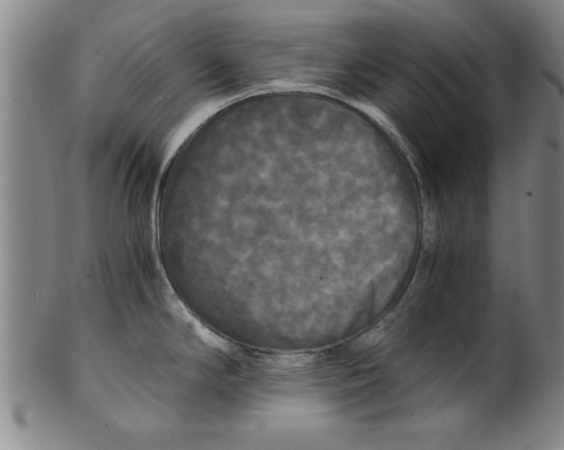 X0000101951294200808081457