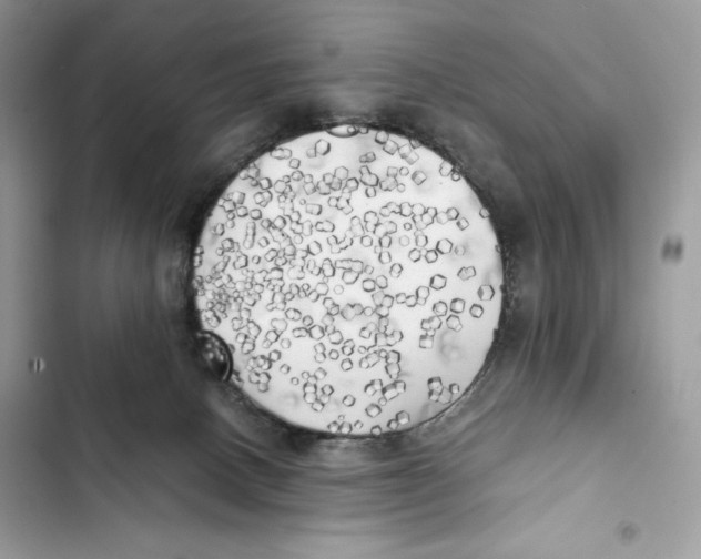 X0000101950082200808151302