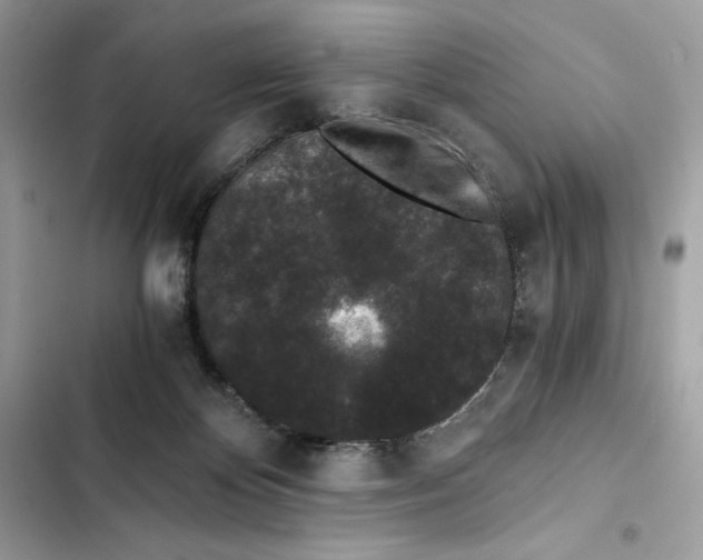 X0000101950124200808151301