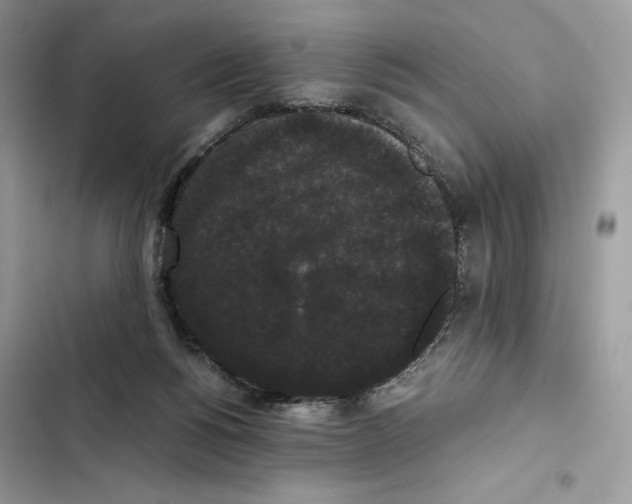 X0000101950168200808151300