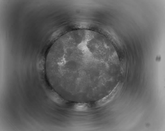 X0000101950175200808151301