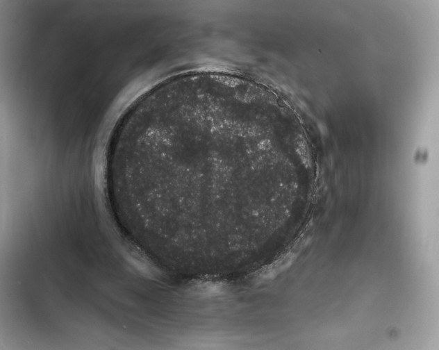 X0000101950247200808151259