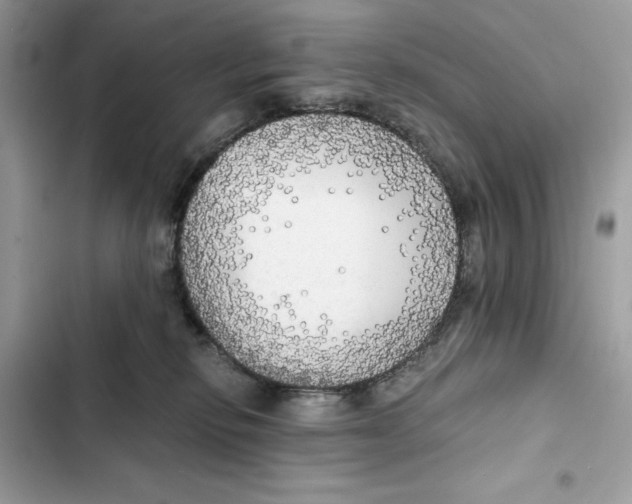 X0000101950278200808151259