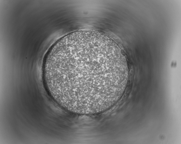 X0000101950290200808151259
