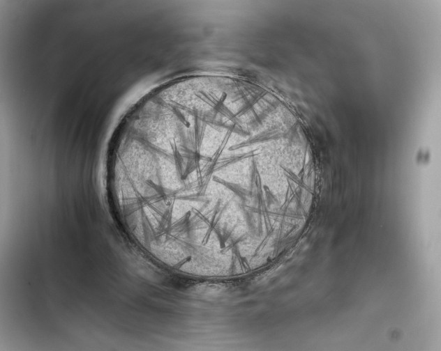 X0000101950294200808151259