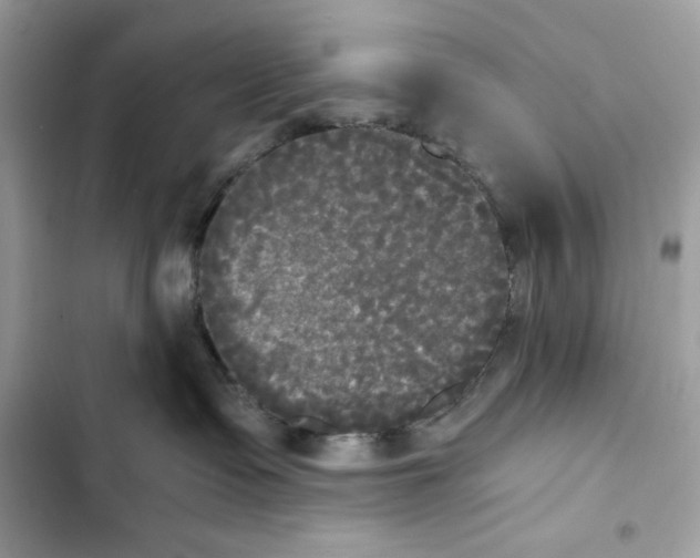 X0000101950335200808151258