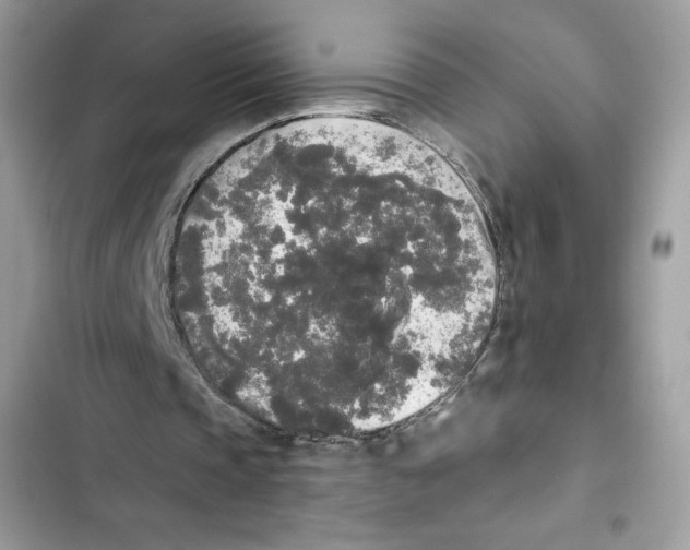 X0000101950337200808151258
