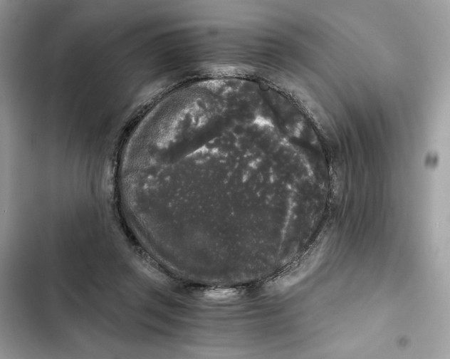 X0000101950357200808151258