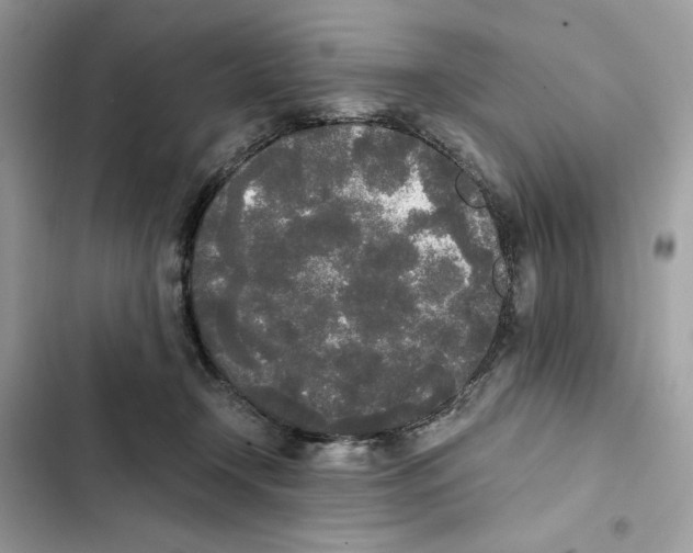 X0000101950366200808151258