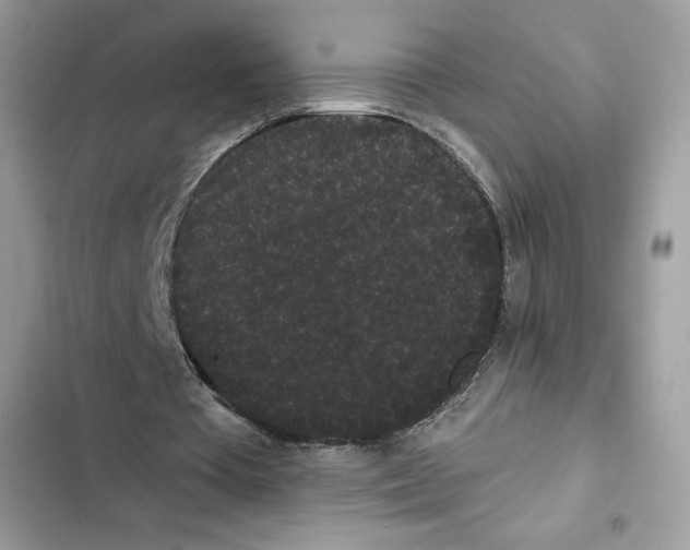 X0000101950385200808151258
