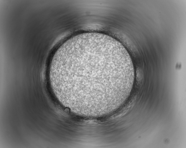 X0000101950396200808151257