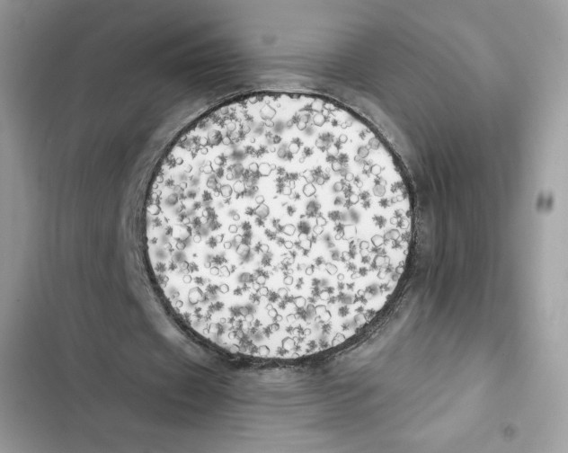 X0000101950433200808151256