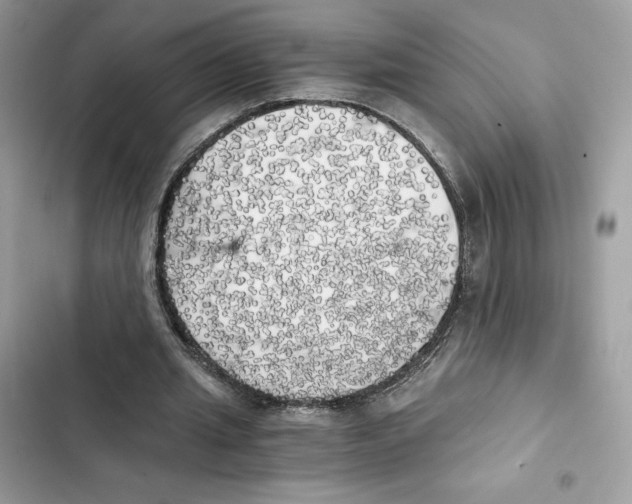 X0000101950437200808151256