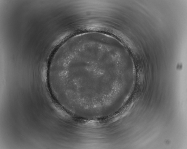 X0000101950446200808151256