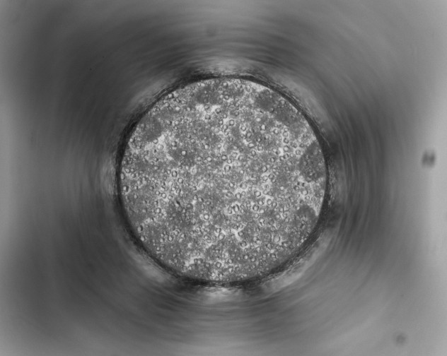 X0000101950453200808151256