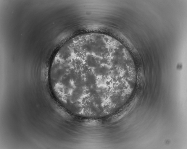 X0000101950454200808151256