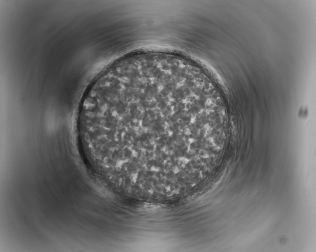 X0000101950487200808151256