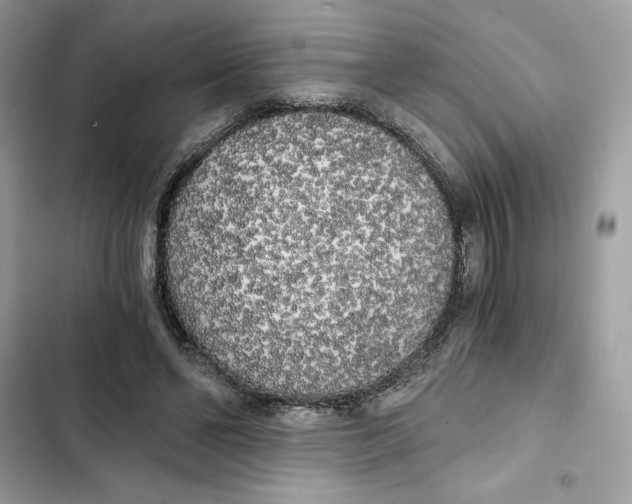 X0000101950494200808151256
