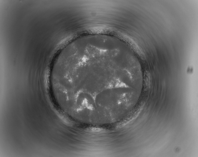 X0000101950590200808151254