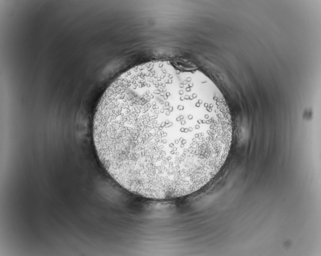 X0000101950619200808151254