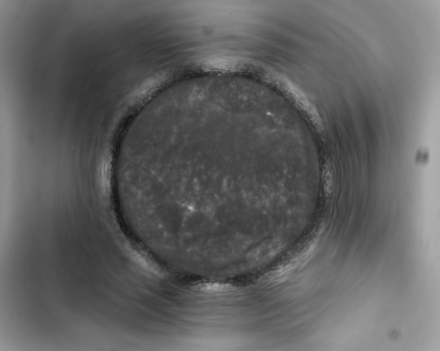 X0000101950637200808151253