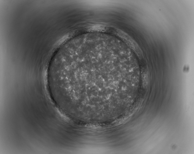 X0000101950729200808151252