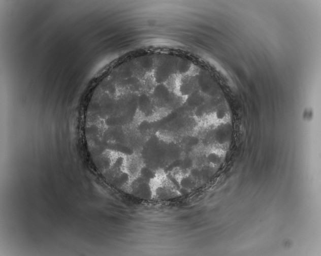 X0000101950775200808151252