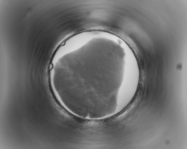 X0000101950806200808151251