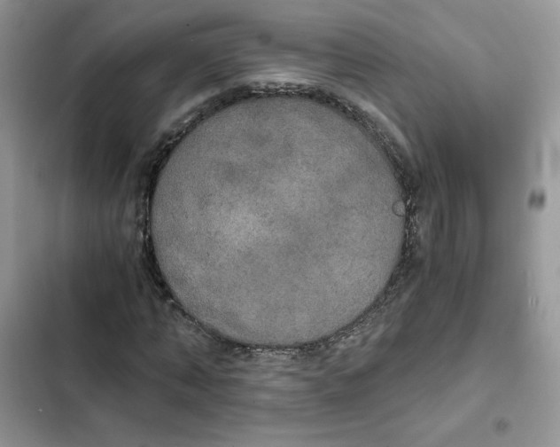 X0000101950870200808151250