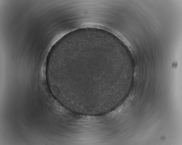 X0000101950877200808151250