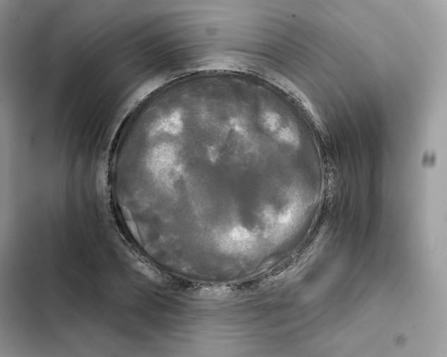X0000101950882200808151250