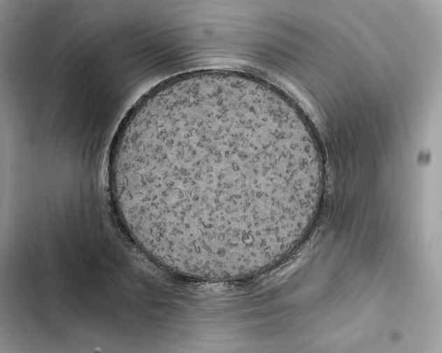 X0000101950883200808151250