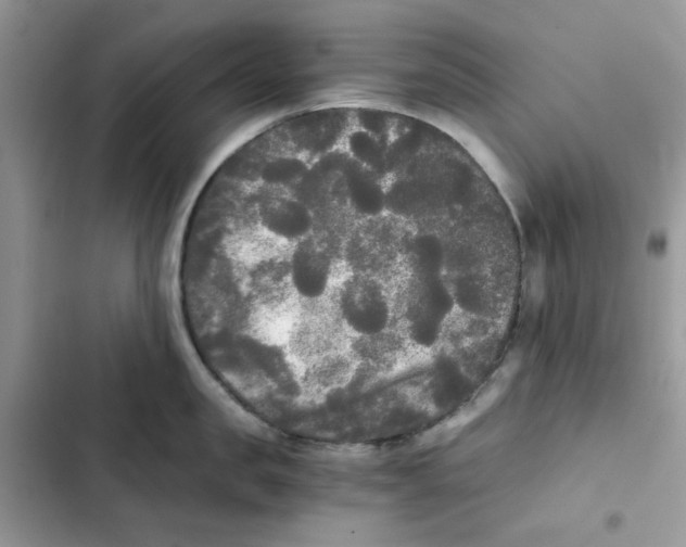 X0000101950957200808151250