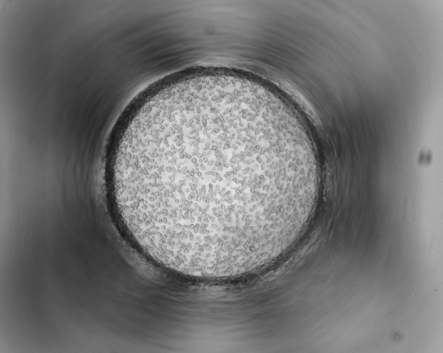 X0000101950976200808151249