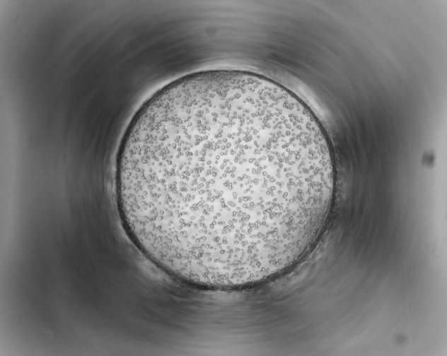X0000101950996200808151249