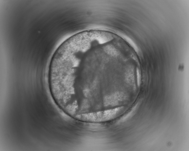 X0000101951007200808151248