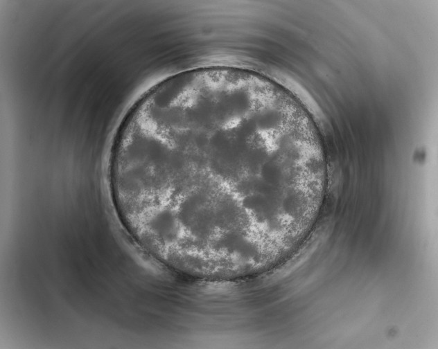X0000101951043200808151248