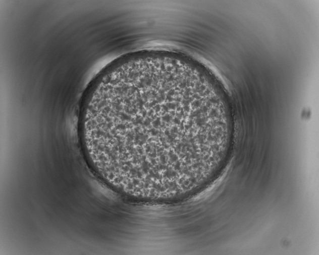 X0000101951066200808151247