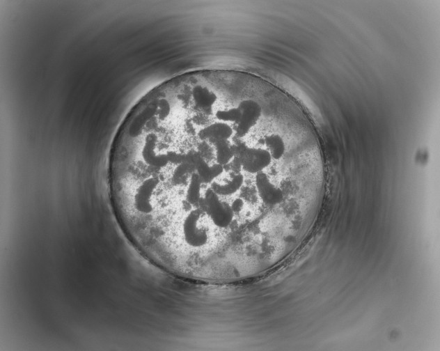 X0000101951087200808151247