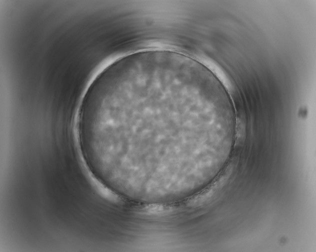 X0000101951098200808151247