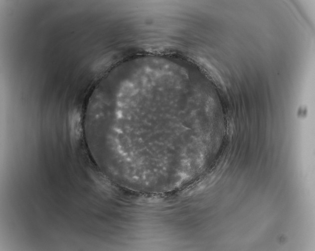 X0000101951106200808151246