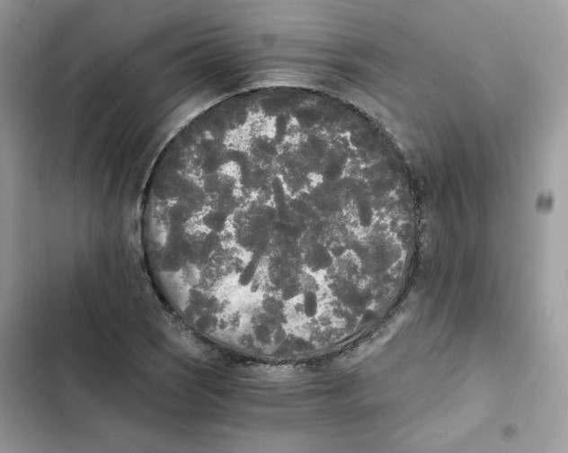 X0000101951121200808151247
