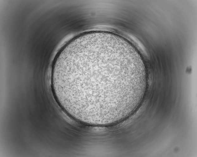 X0000101951180200808151246