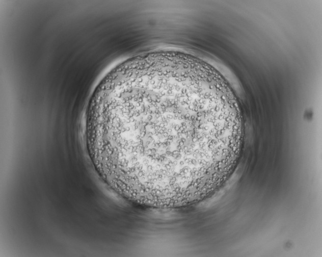 X0000101951198200808151245
